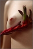 07 Octobre 2011 : Georgia : Bodyscape: Crimson